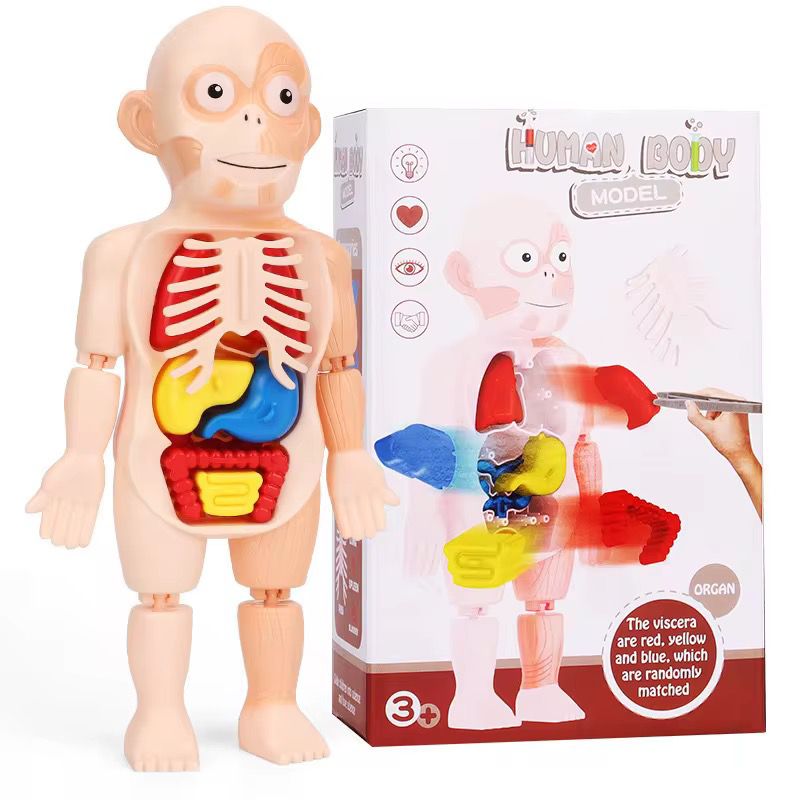 Juguete Cientifico Cuerpo Humano Armable Anatomia