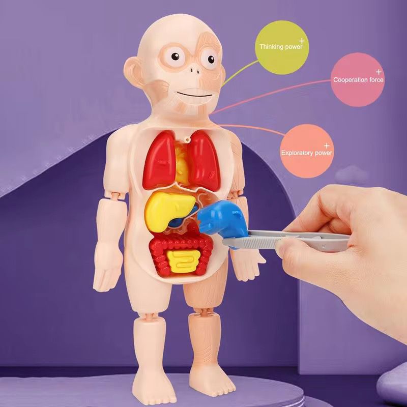 Juguete Cientifico Cuerpo Humano Armable Anatomia